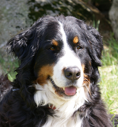 Urasca v. Wiesmadern | Österreichischer Schönheits-Champion 2011