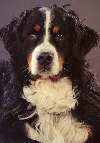 Aion v. Wiesmadern | sterreichischer Schutzhundsieger 1987 und 1988, KV Schutzhund-Super-Cup-Gewinner 1993, Guiness-Buch der Rekorde 1994
