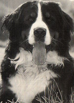 Balou v. Wiesmadern | Österreichischer Schönheits-Champion 1990, Internationaler Schönheits-Champion 1991