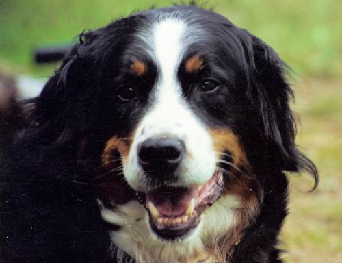 Behka v. Lorenziberg | sterreichische Fhrtenhundsiegerin 1988