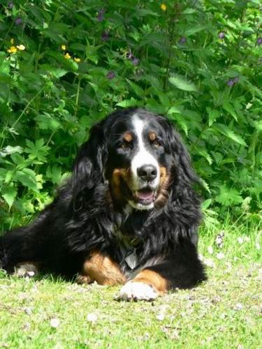 Florinda v. Wiesmadern | sterreichische Rettungshunde-Staatsmeisterin 2004