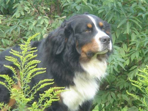 Quincey v. Wiesmadern | Österreichischer Schönheits-Champion 2007