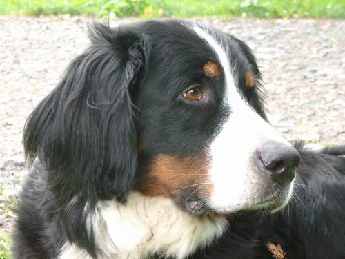 Uly v. Wiesmadern | Tschechische Nationalsiegerin 1998, Österreichische Lawinenhund-Staatsmeisterin 1996