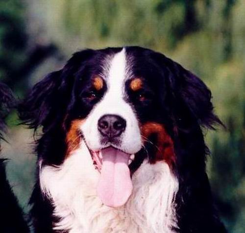 Zulu v. Wiesmadern | sterreichischer Rettungshunde-Staatsmeister 2003