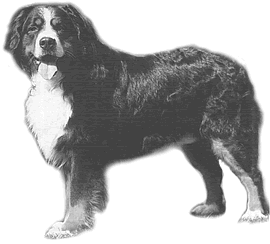 Berner Sennenhund