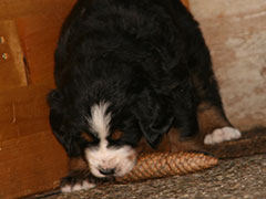 Berner Sennenhunde | Welpen aus dem Zwinger Wiesmadern