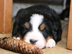 Berner Sennenhunde | Welpen aus dem Zwinger Wiesmadern