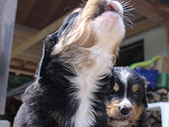 Berner Sennenhunde | Welpen aus dem Zwinger Wiesmadern