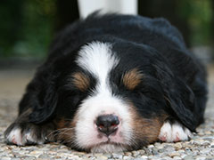 Berner Sennenhunde | Welpen aus dem Zwinger Wiesmadern