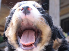 Berner Sennenhunde | Welpen aus dem Zwinger Wiesmadern