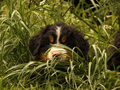 Berner Sennenhunde | Welpen aus dem Zwinger Wiesmadern