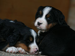 Berner Sennenhunde | Welpen aus dem Zwinger Wiesmadern