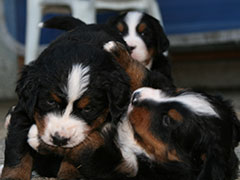 Berner Sennenhunde | Welpen aus dem Zwinger Wiesmadern