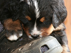 Berner Sennenhunde | Welpen aus dem Zwinger Wiesmadern