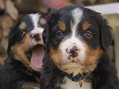 Berner Sennenhunde | Welpen aus dem Zwinger Wiesmadern