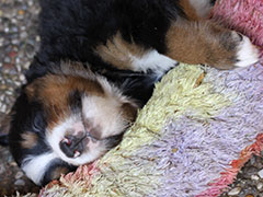 Berner Sennenhunde | Welpen aus dem Zwinger Wiesmadern