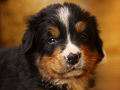 Berner Sennenhunde | Welpen aus dem Zwinger Wiesmadern