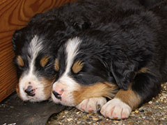 Berner Sennenhunde | Welpen aus dem Zwinger Wiesmadern