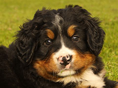 Berner Sennenhunde | Welpen aus dem Zwinger Wiesmadern