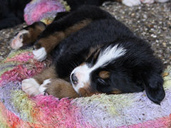 Berner Sennenhunde | Welpen aus dem Zwinger Wiesmadern