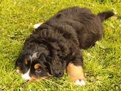 Berner Sennenhunde | Welpen aus dem Zwinger Wiesmadern