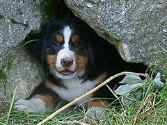 Berner Sennenhunde | Welpen aus dem Zwinger Wiesmadern