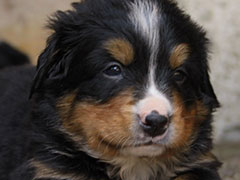 Berner Sennenhunde | Welpen aus dem Zwinger Wiesmadern