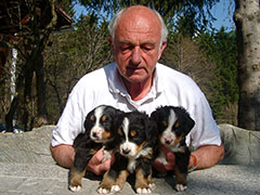 Berner Sennenhunde | Welpen aus dem Zwinger Wiesmadern