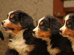 Berner Sennenhunde | Welpen aus dem Zwinger Wiesmadern