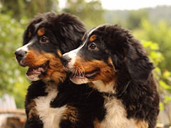 Berner Sennenhunde | Welpen aus dem Zwinger Wiesmadern