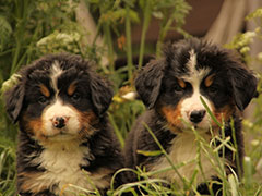 Berner Sennenhunde | Welpen aus dem Zwinger Wiesmadern