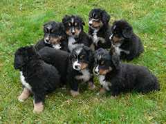 Berner Sennenhunde | Welpen aus dem Zwinger Wiesmadern