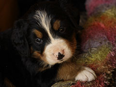 Berner Sennenhunde | Welpen aus dem Zwinger Wiesmadern