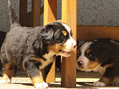 Berner Sennenhunde | Welpen aus dem Zwinger Wiesmadern