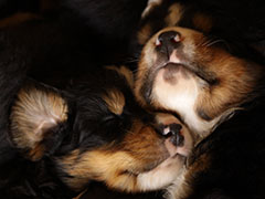 Berner Sennenhunde | Welpen aus dem Zwinger Wiesmadern