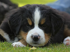 Berner Sennenhunde | Welpen aus dem Zwinger Wiesmadern