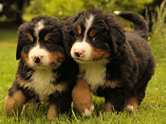 Berner Sennenhunde | Welpen aus dem Zwinger Wiesmadern