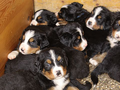 Berner Sennenhunde | Welpen aus dem Zwinger Wiesmadern