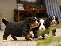 Berner Sennenhunde | Welpen aus dem Zwinger Wiesmadern