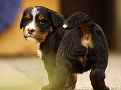 Berner Sennenhunde | Welpen aus dem Zwinger Wiesmadern