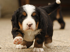 Berner Sennenhunde | Welpen aus dem Zwinger Wiesmadern