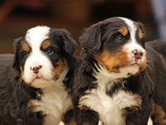 Berner Sennenhunde | Welpen aus dem Zwinger Wiesmadern