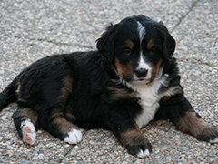 Berner Sennenhunde | Welpen aus dem Zwinger Wiesmadern