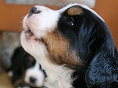 Berner Sennenhunde | Welpen aus dem Zwinger Wiesmadern