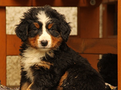 Berner Sennenhunde | Welpen aus dem Zwinger Wiesmadern