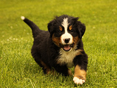 Berner Sennenhunde | Welpen aus dem Zwinger Wiesmadern